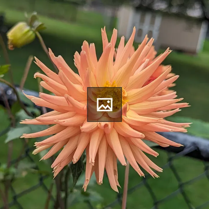 Light pink flower in front of a fence