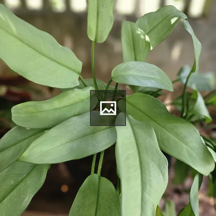 Aglaonema in Green Leaves