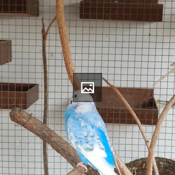 Budgerigar on a Branch