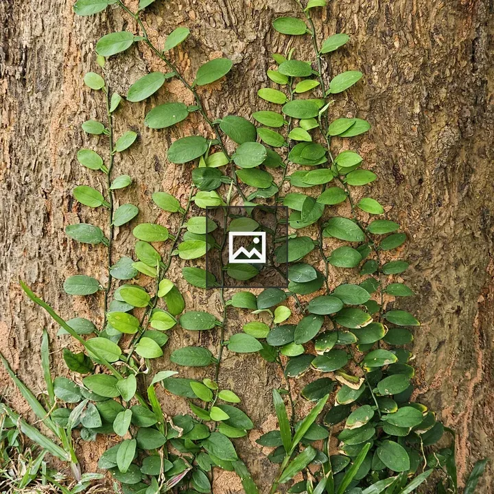 Tree trunk with climbing plant