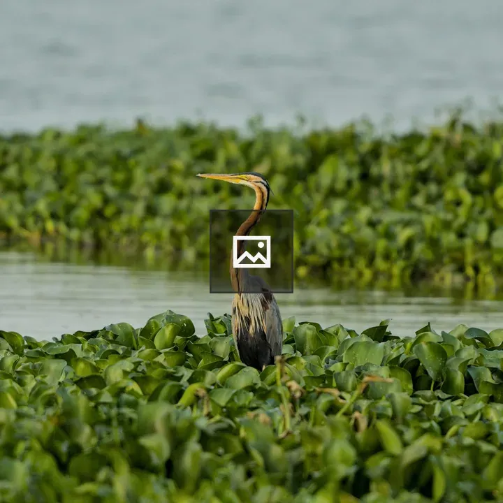 Purple Heron in a Marsh