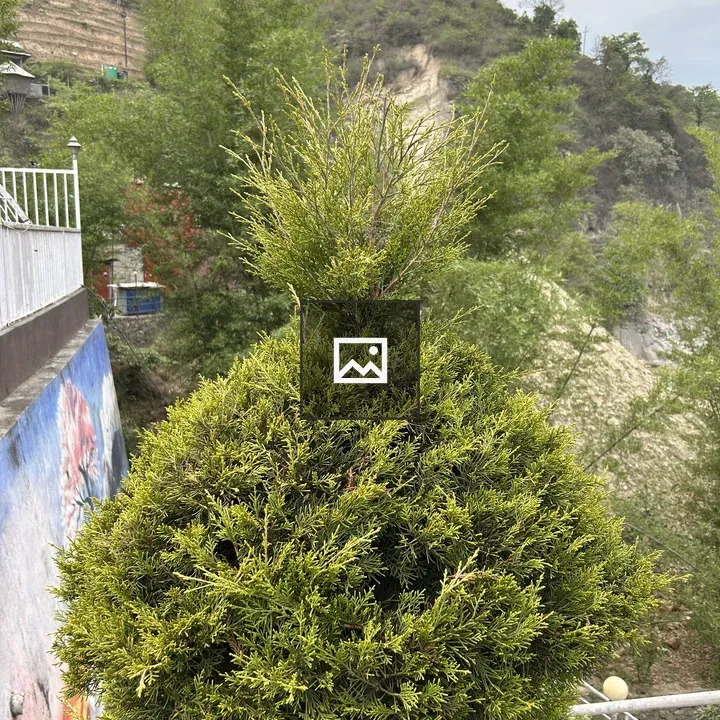 Coniferous Tree Close-Up