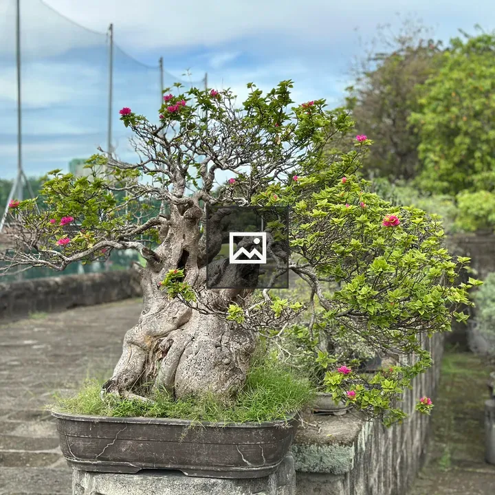 Bonsai Tree in Planter