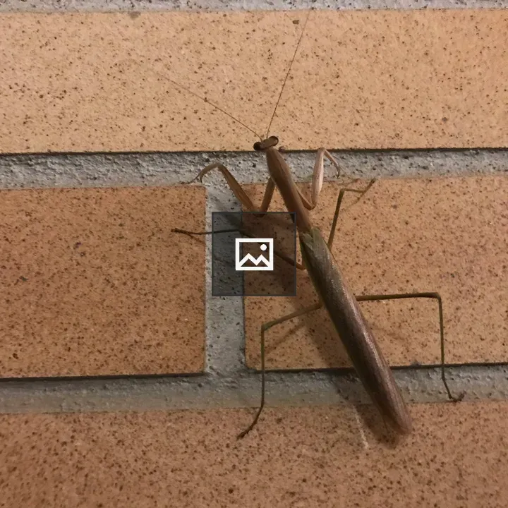Brown Praying Mantis