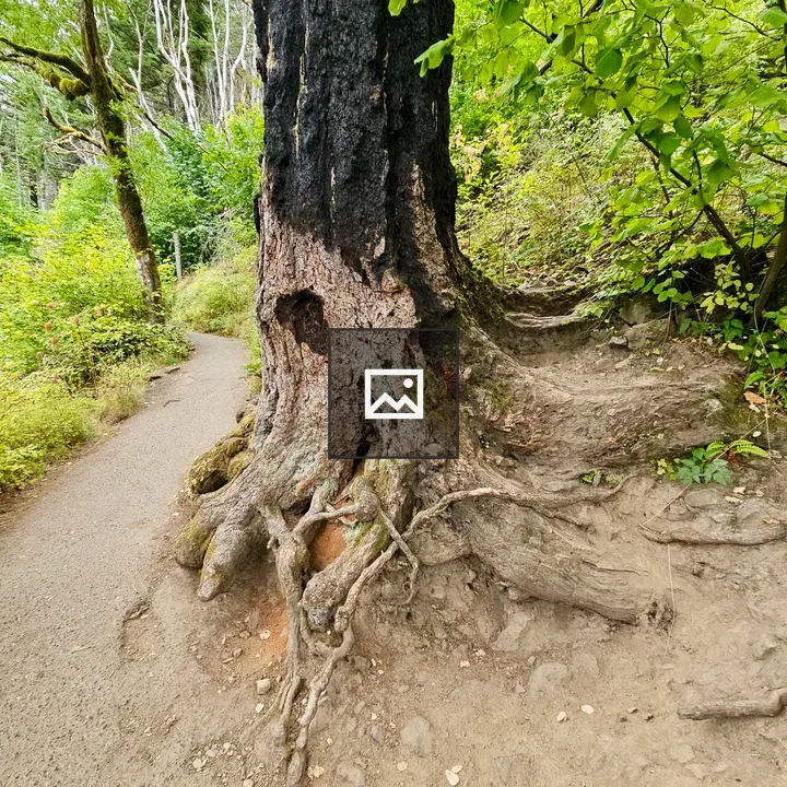 Old Tree with Exposed Roots