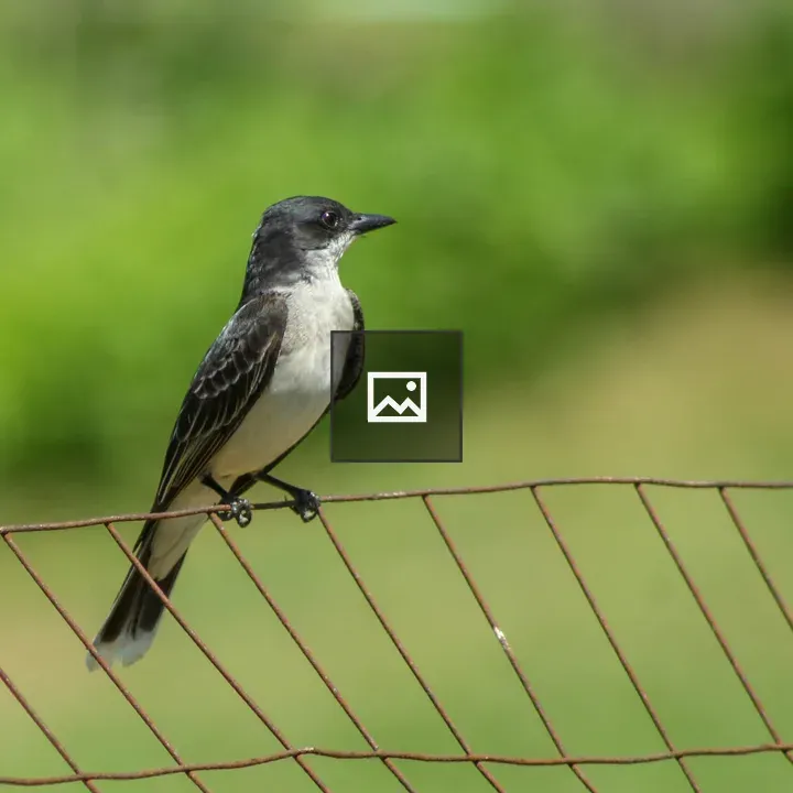Eastern Kingbird on Fence