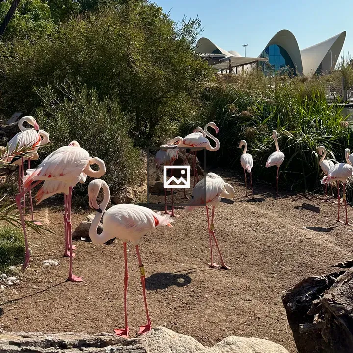 Flamingos on sandy ground