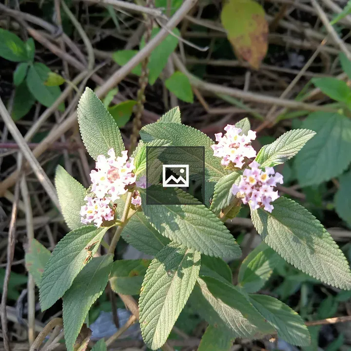 Close-up Flowering Plant