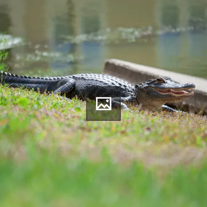 Alligator on Shore