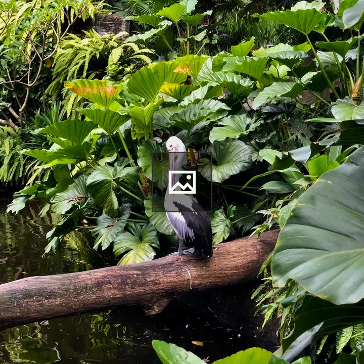 Tropical Pelican Bird