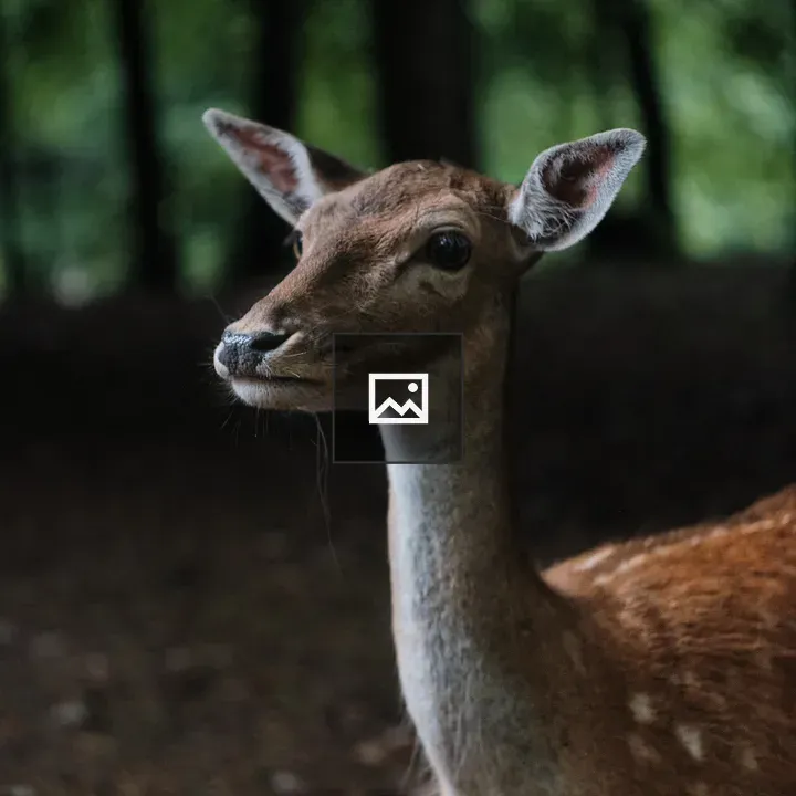 Close-up Deer in Forest Shadow