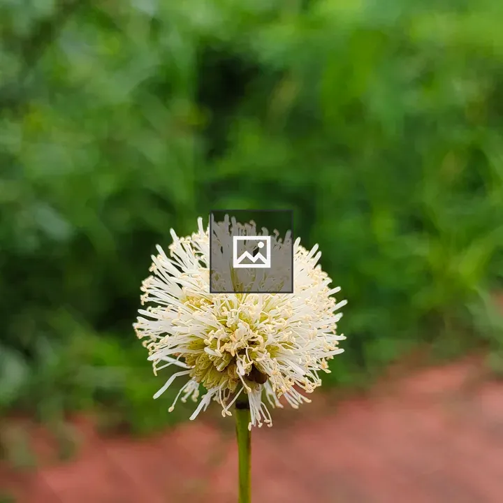 Closeup flower with puffball look