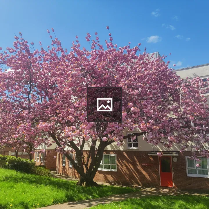 Cherry blossom tree with red door