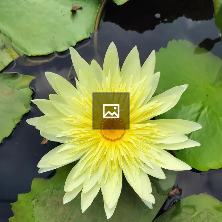 Yellow water-lily close-up