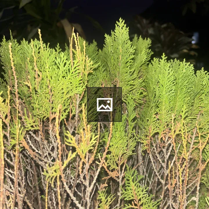Close-up Foliage with Needle-like Leaves
