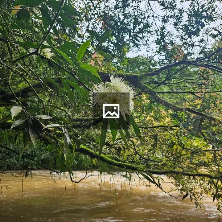 Floating white flower in forest river