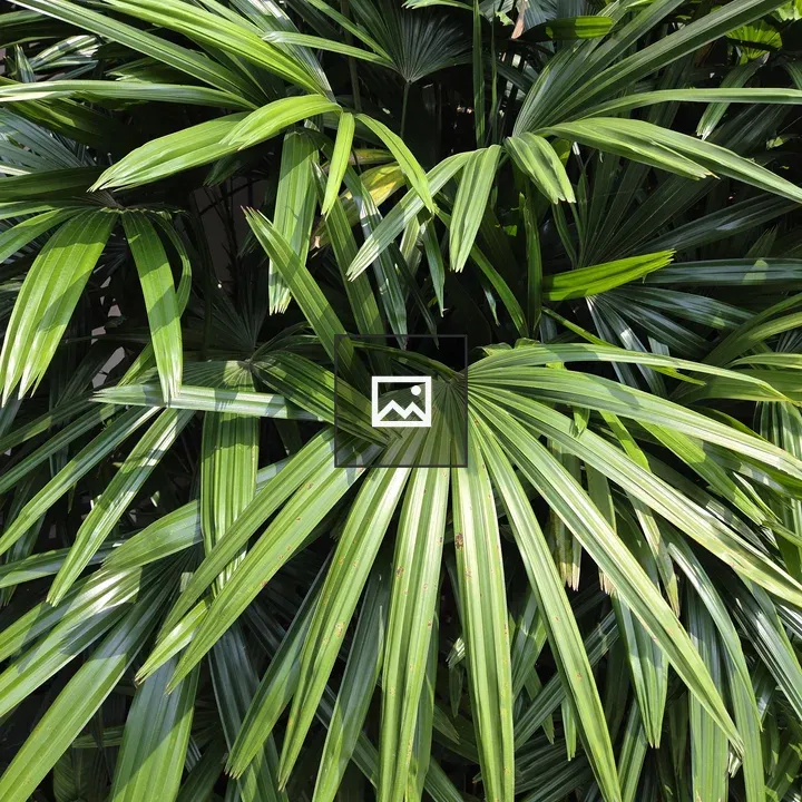 Dense green leaves pattern