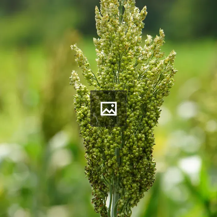Tall cluster of green seeds