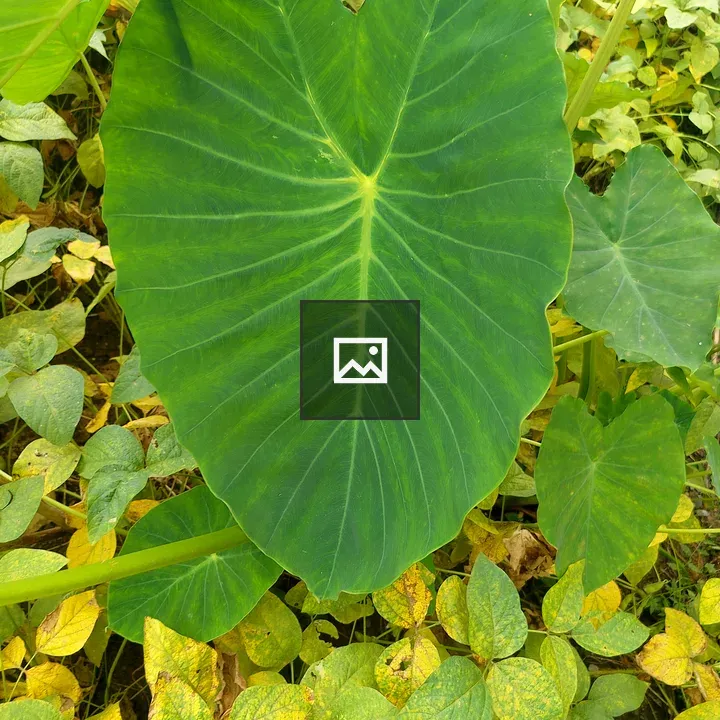 Green heart-shaped leaf