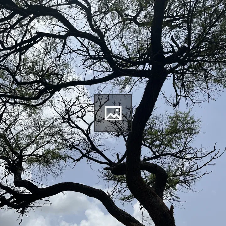 Tree in Sky Portrait