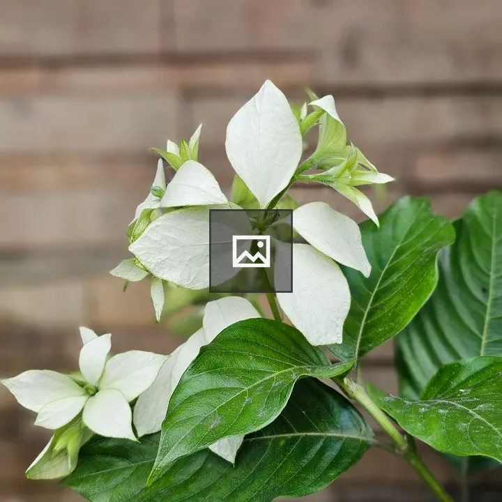 White Mussaenda Flowers