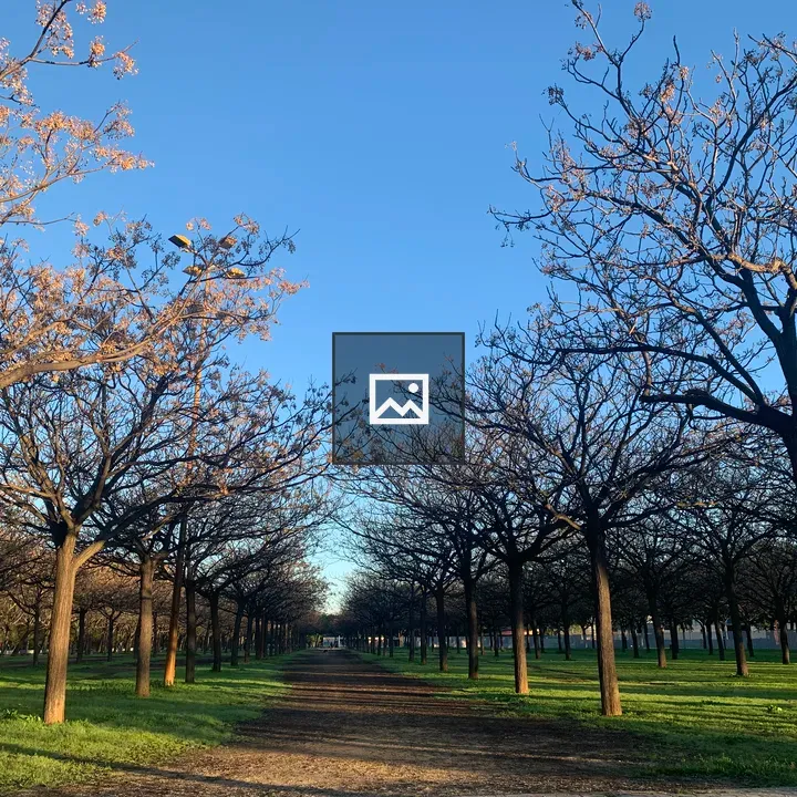 Leafless trees in winter