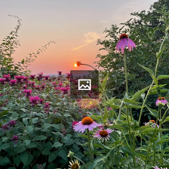 Sunset over bee balm and gardens