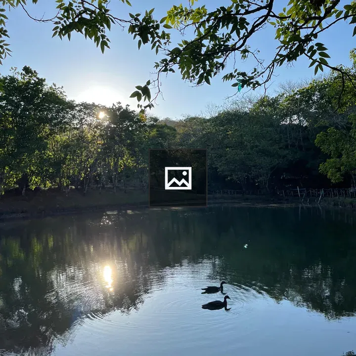 Duck swimming on a lake