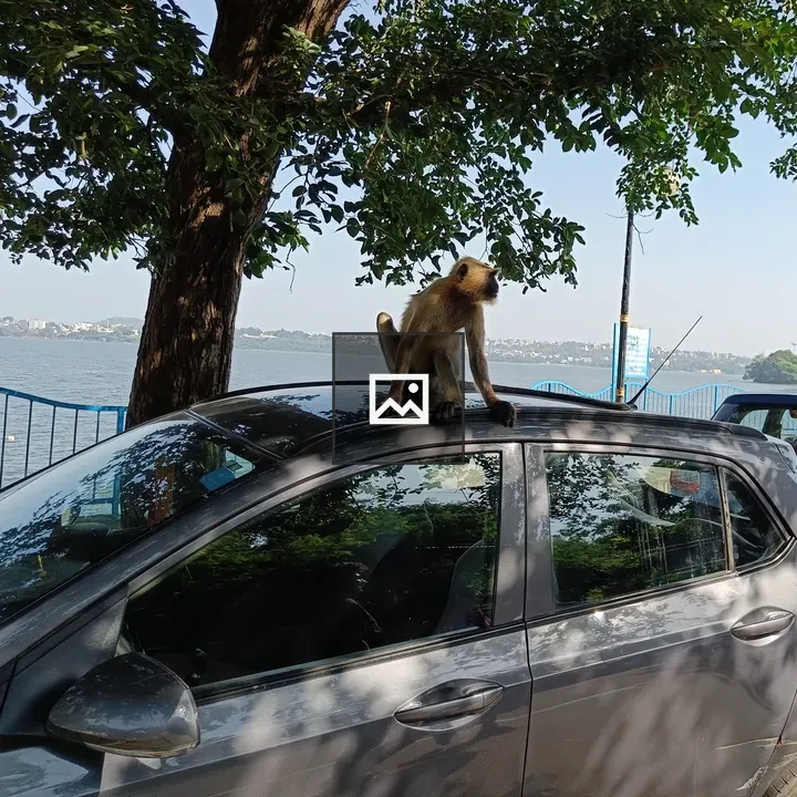 Monkey sitting on a car