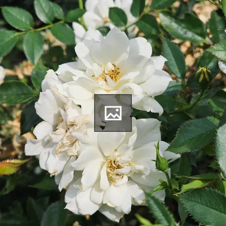 White rose cluster in garden