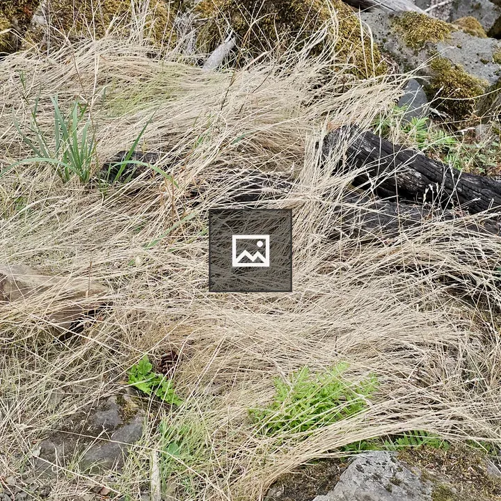 Dry grass on mossy slope