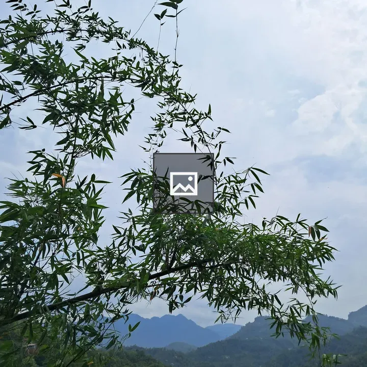 Bamboo branches with green leaves