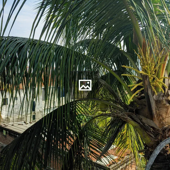 Coconut Tree over Rooftops