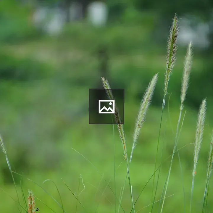 Tall grass seed heads