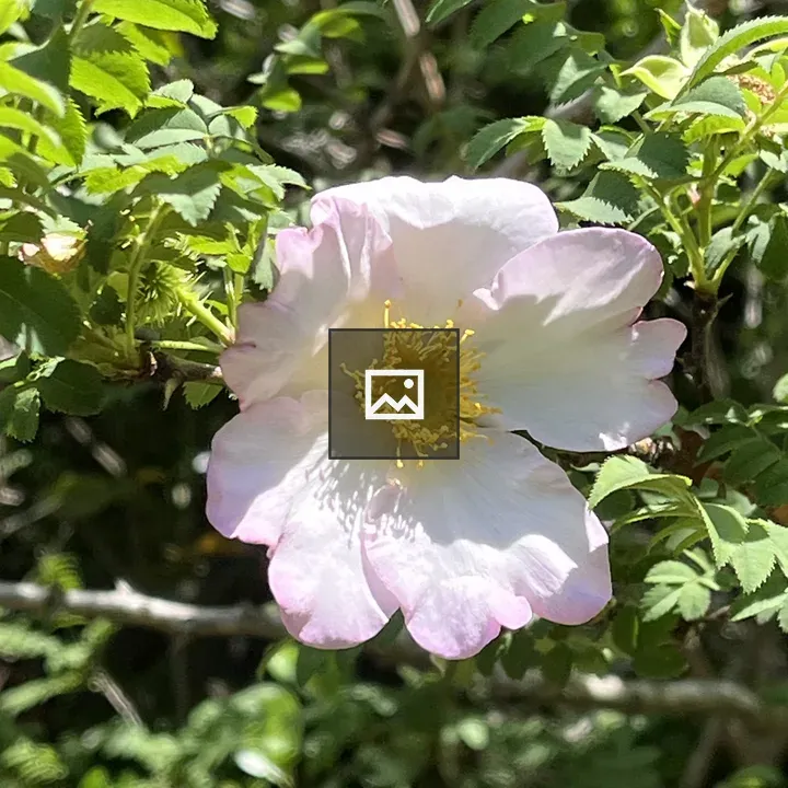 Pink and white flower with yellow center