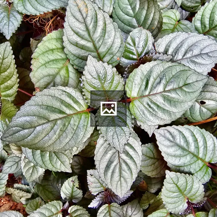 Strobilanthes alternata Leaf Close-up