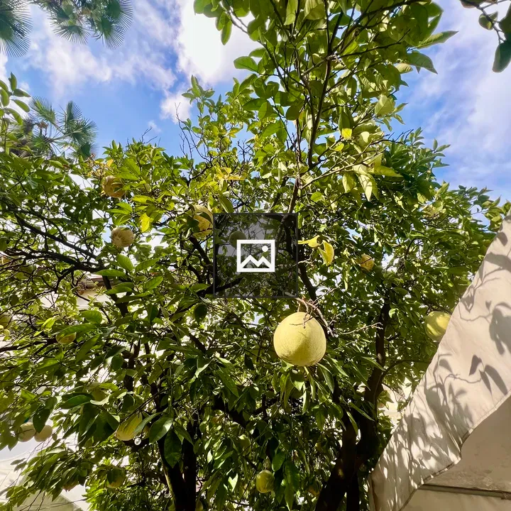 Pomelos in dense tree viewed from below