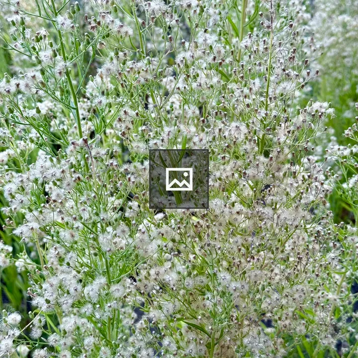 Dense cluster of white flowers