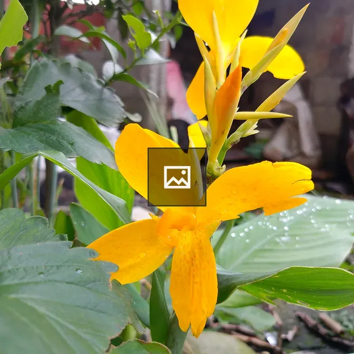 Yellow flower with speckled texture