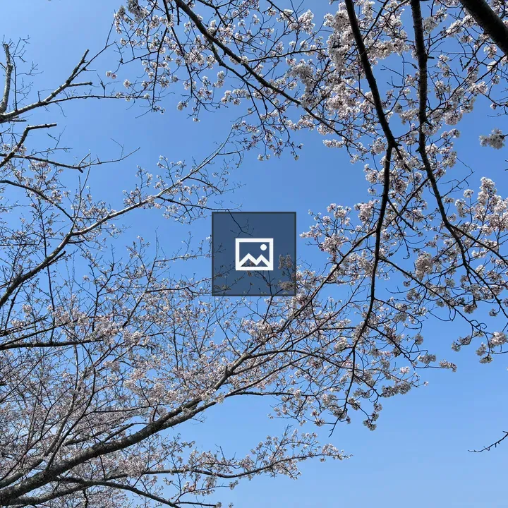 Cherry blossom branches against blue sky