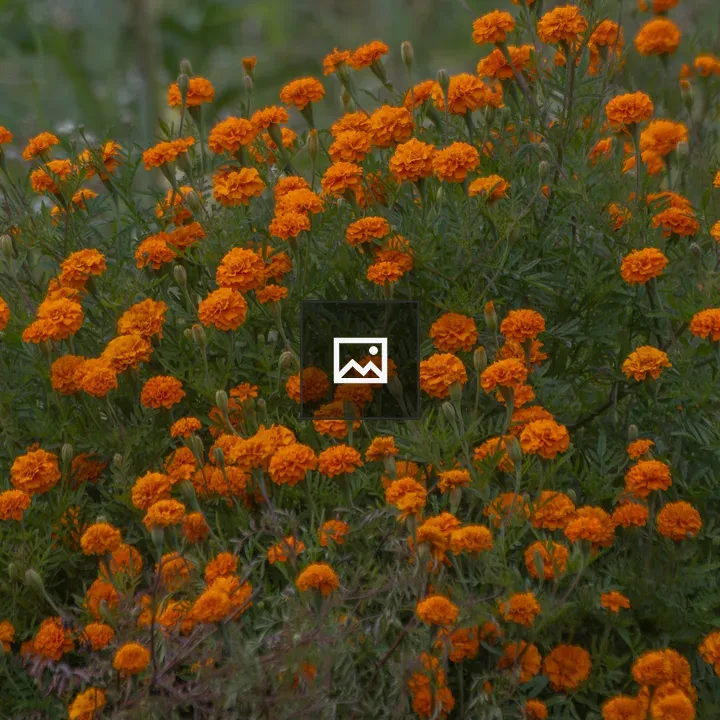 Orange marigold flowers