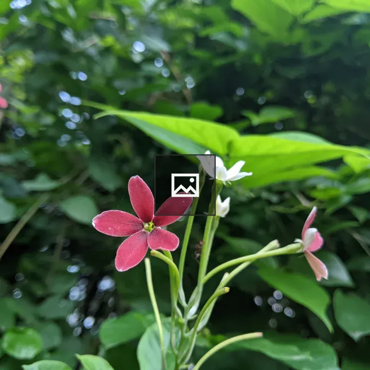 Rangoon creeper flower close-up