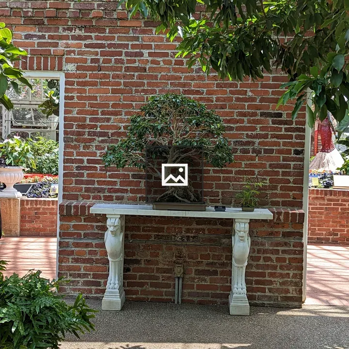 Bonsai in a Greenhouse