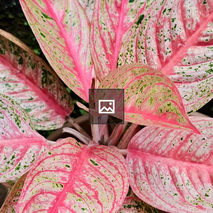 Aglaonema Plant with Pink Variegation
