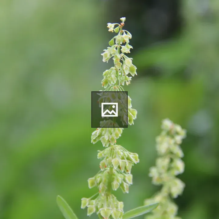 Macro flowers
