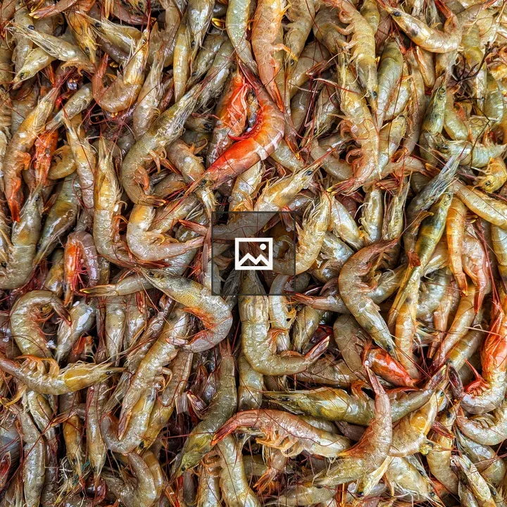 Pile of Prawns Close-up