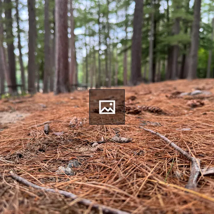 Forest floor with pine needles