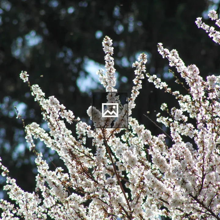 Flowering bush in blue and white