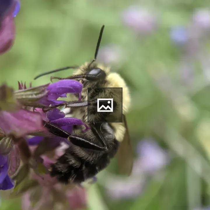Bumblebee on a purple flower