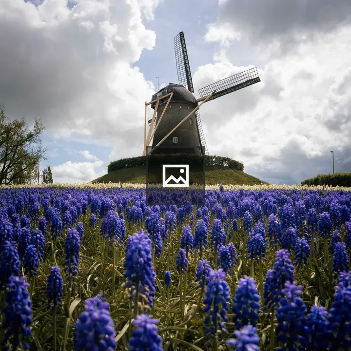 Dutch windmill with purple flowers